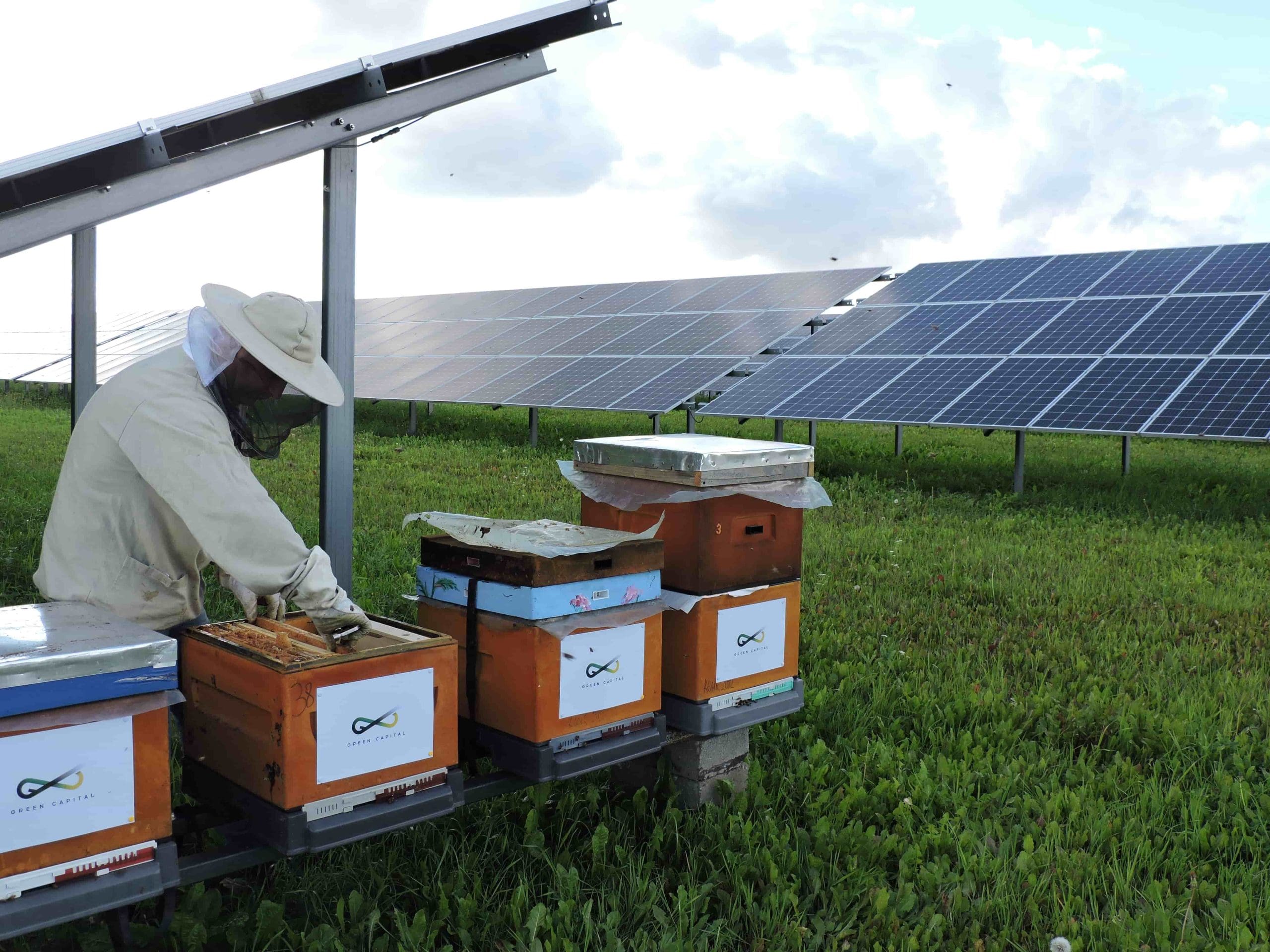 A photo of a beekeeper next to solar panels.