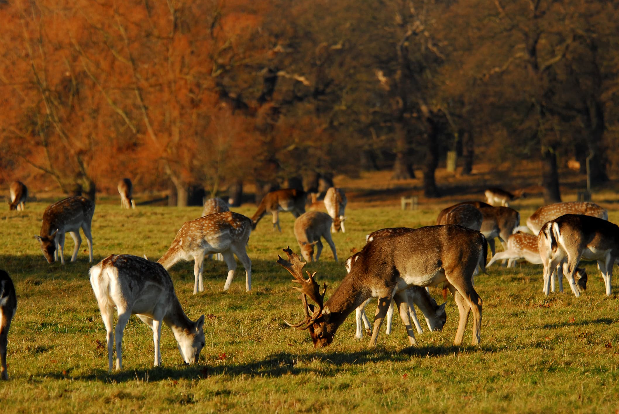 Deer in Richmond Park, London.