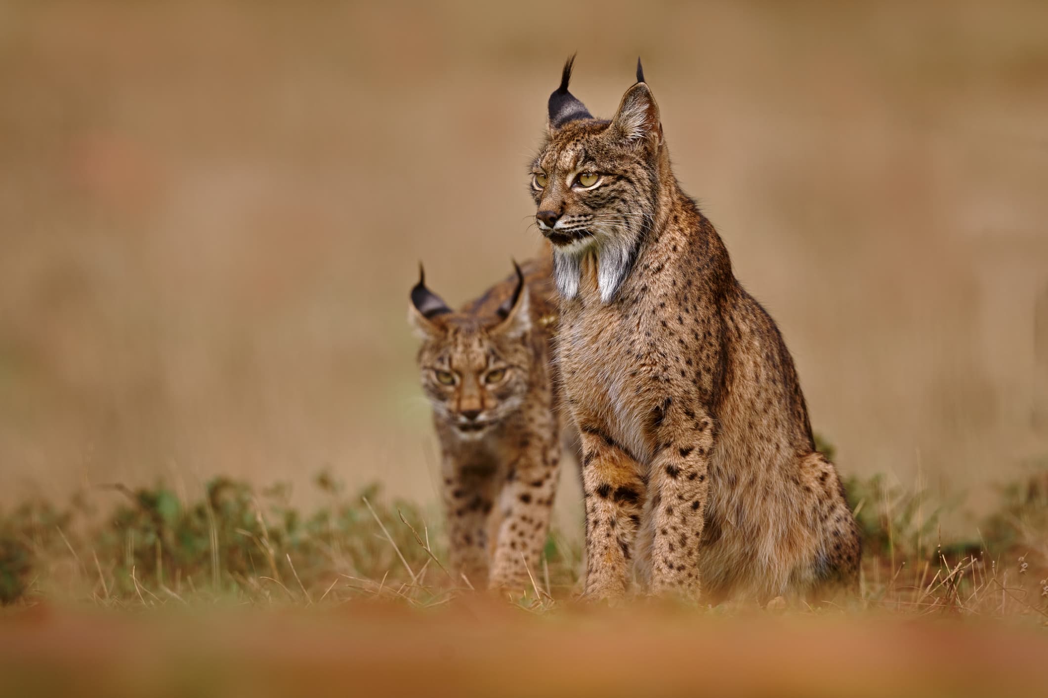 A pair of Iberian Lynx. The species has made a comeback thanks to conservation efforts.